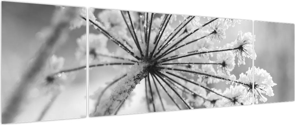 Obraz - Kwiat w zimie (170x50 cm)