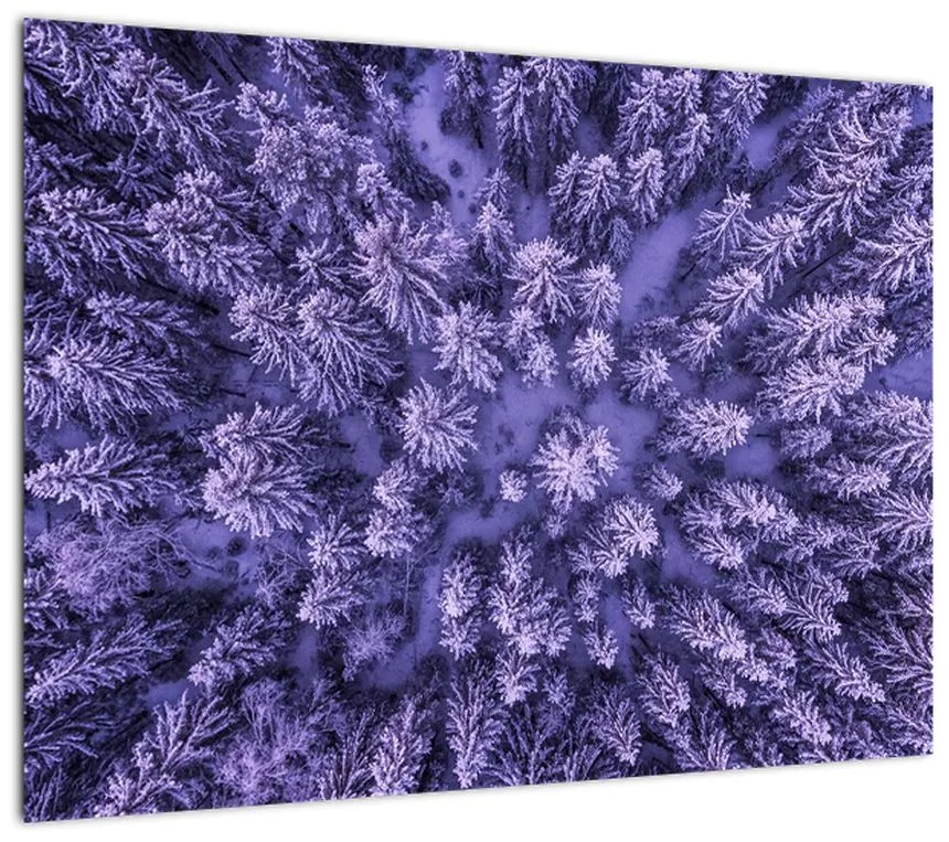 Obraz ośnieżonych drzew (70x50 cm)