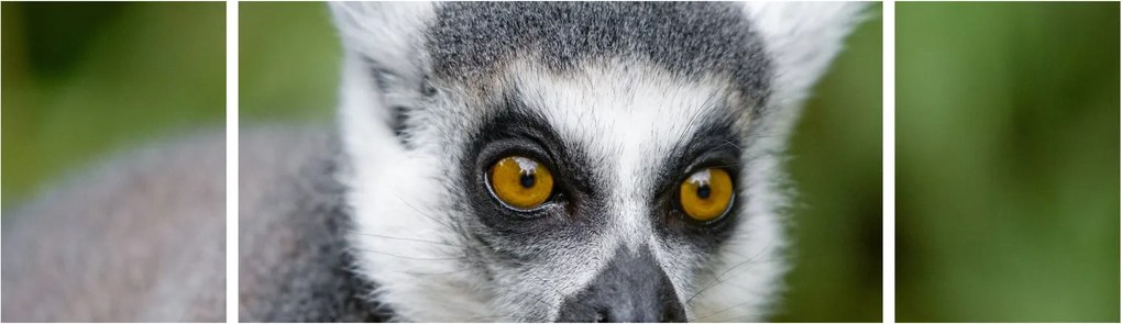 Obraz lemura (170x50 cm)