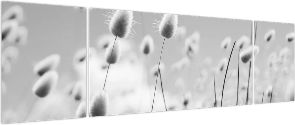 Obraz - Trawa z ogonkiem króliczka Boho (170x50 cm)