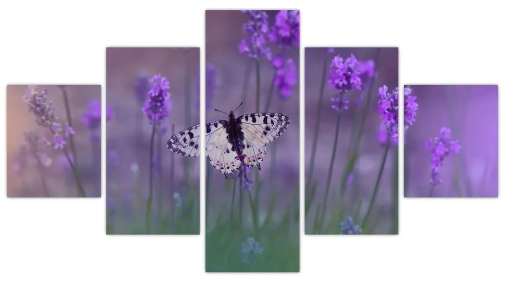 Obraz - Motyl w lawendach (125x70 cm)