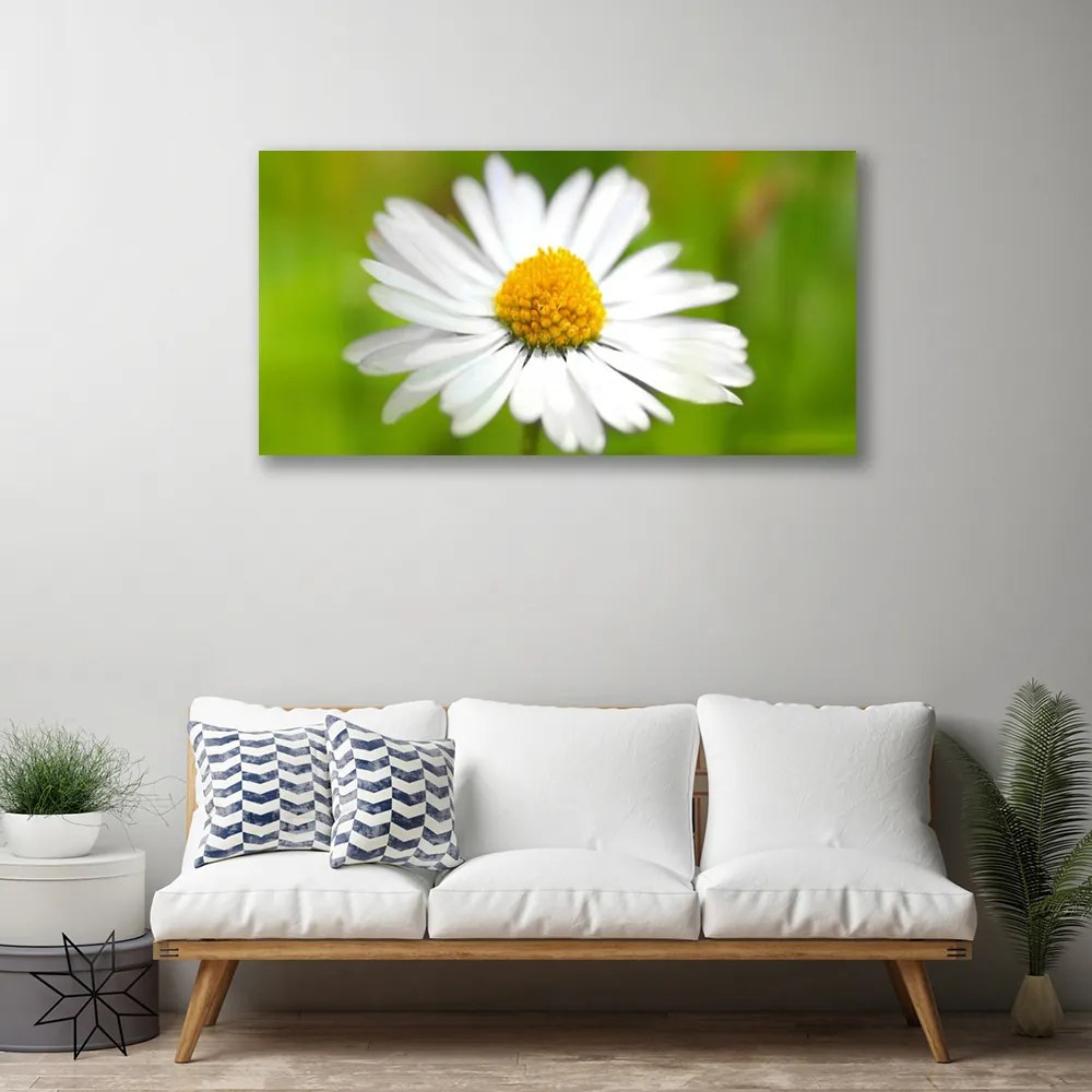 Obraz Canvas Stokrotka Roślina Natura