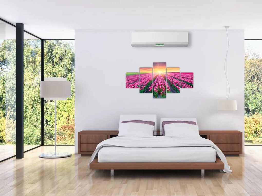 Obraz pole tulipanów ze słońcem (125x70 cm)
