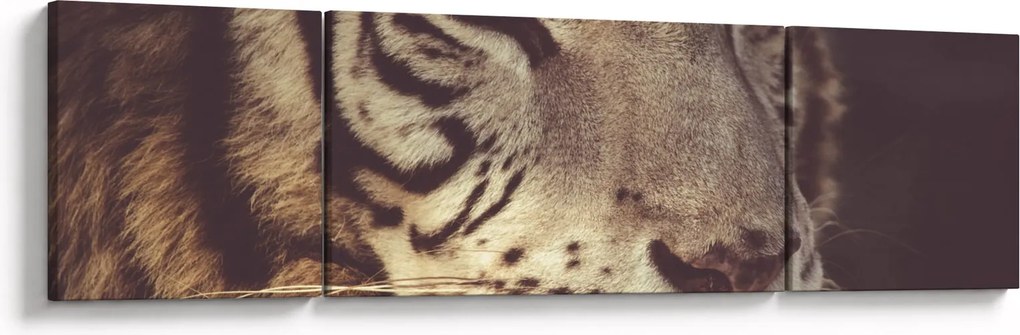 Obraz tygrysa (170x50 cm)