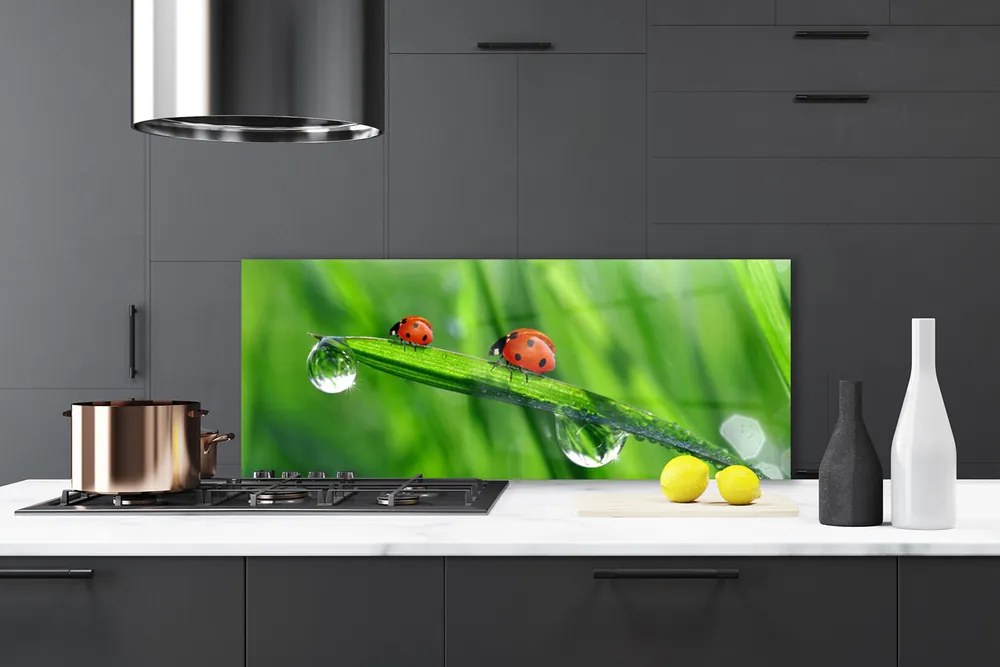 Szkło do Kuchni na Ścianę Biedronka w Porannej Rosie