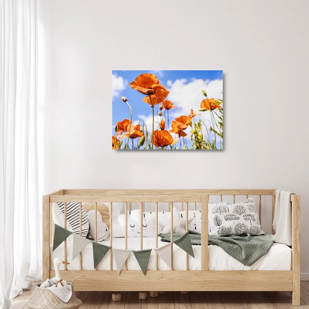 Obraz na szkle - maki (70x50 cm)