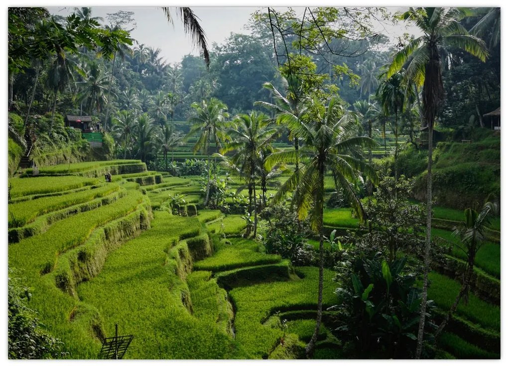 Obraz tarasów ryżowych Tegalalang, Bali (70x50 cm)