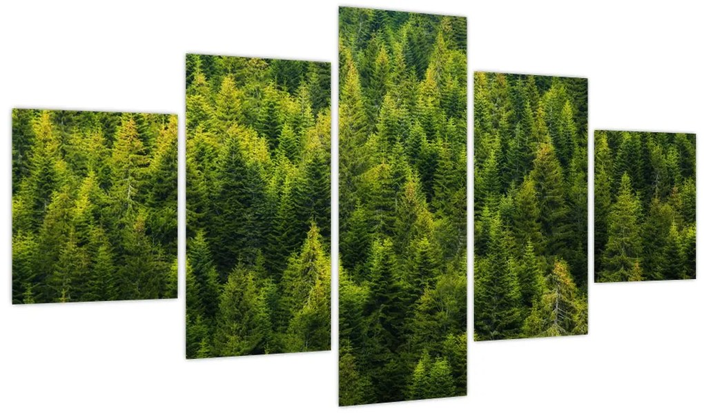 Obraz - Gęsty las (125x70 cm)