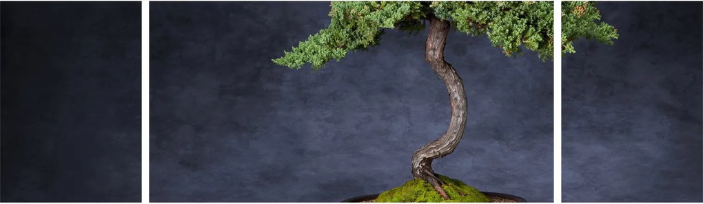 Obraz - Bonsai (170x50 cm)