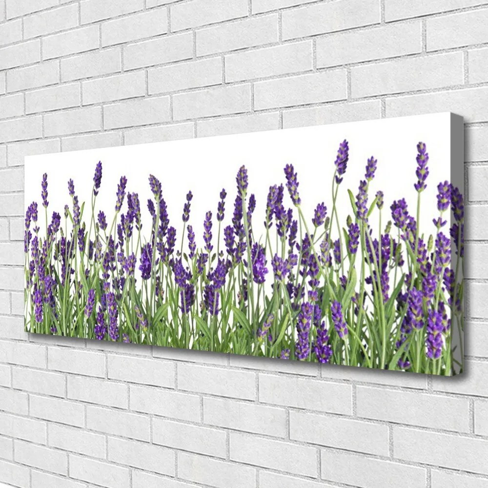 Obraz drukowany na płótnie Elegancja Polnych Roślin