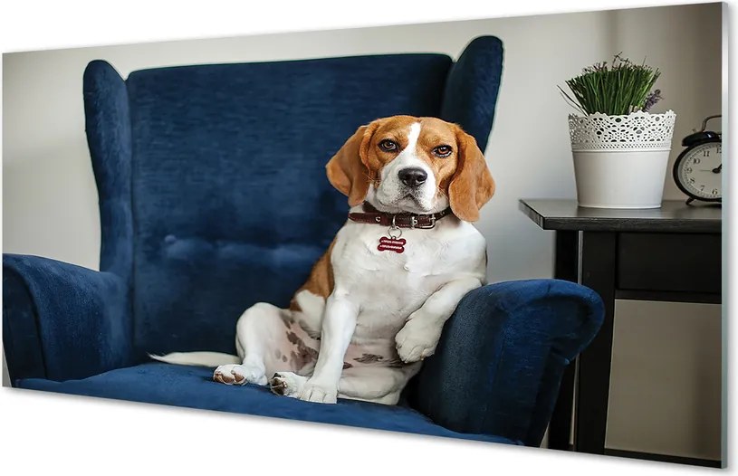 Panel Kuchenny Szklany Spokojny Siedzący Pupil