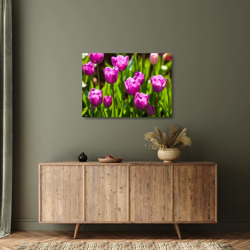 Obraz na szkle - tulipany na łące (70x50 cm)