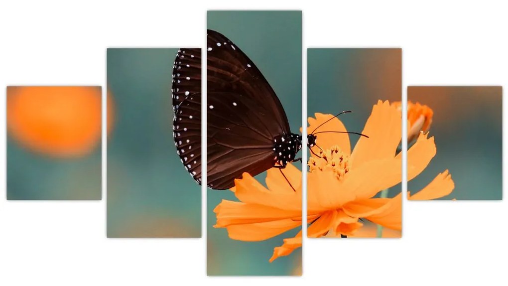 Obraz - motyl na pomarańczowym kwiatku (125x70 cm)