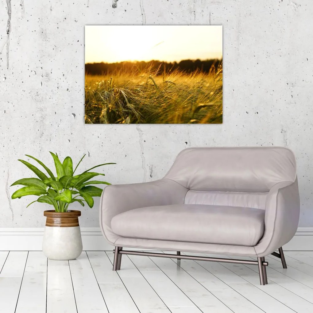 Obraz zroszonej trawy (70x50 cm)
