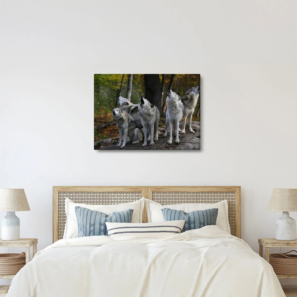 Obraz - Wilki na skale (70x50 cm)