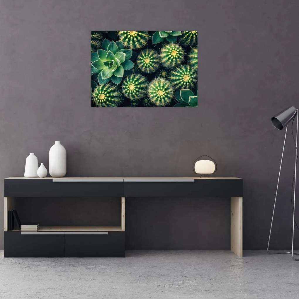 Obraz - Kaktusy (70x50 cm)
