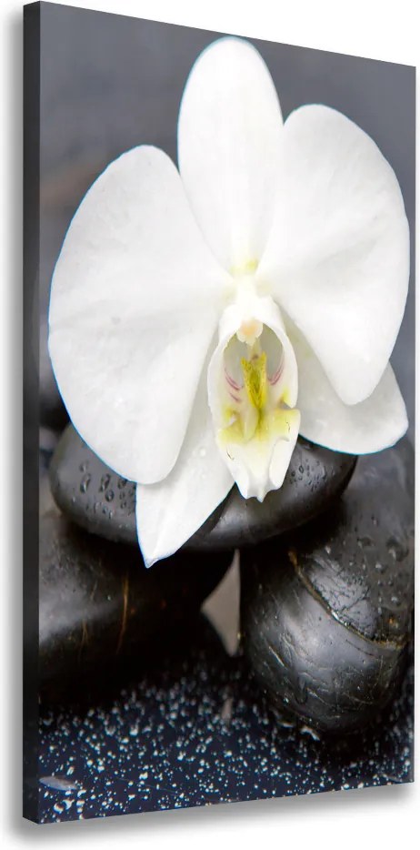 Foto obraz na płótnie pionowy Orchidea i kamienie