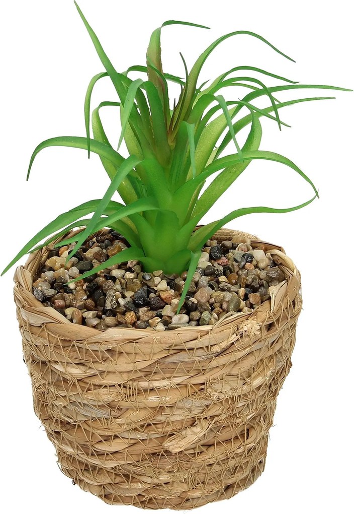 Dekoracja Tree Aloe 20cm