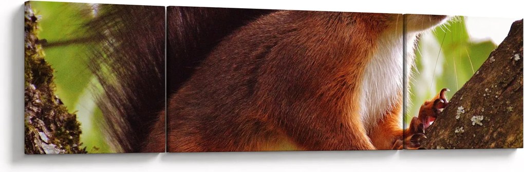 Obraz wiewiórki (170x50 cm)