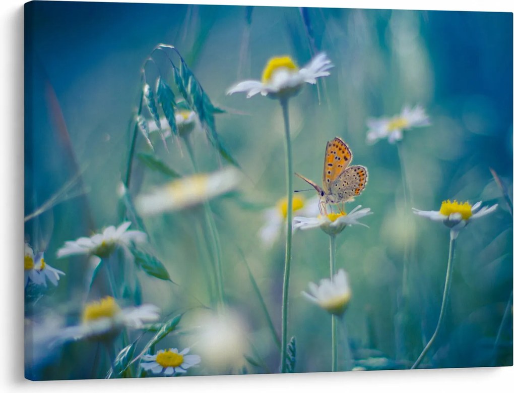 Obraz - Motyl na stokrotce (70x50 cm)