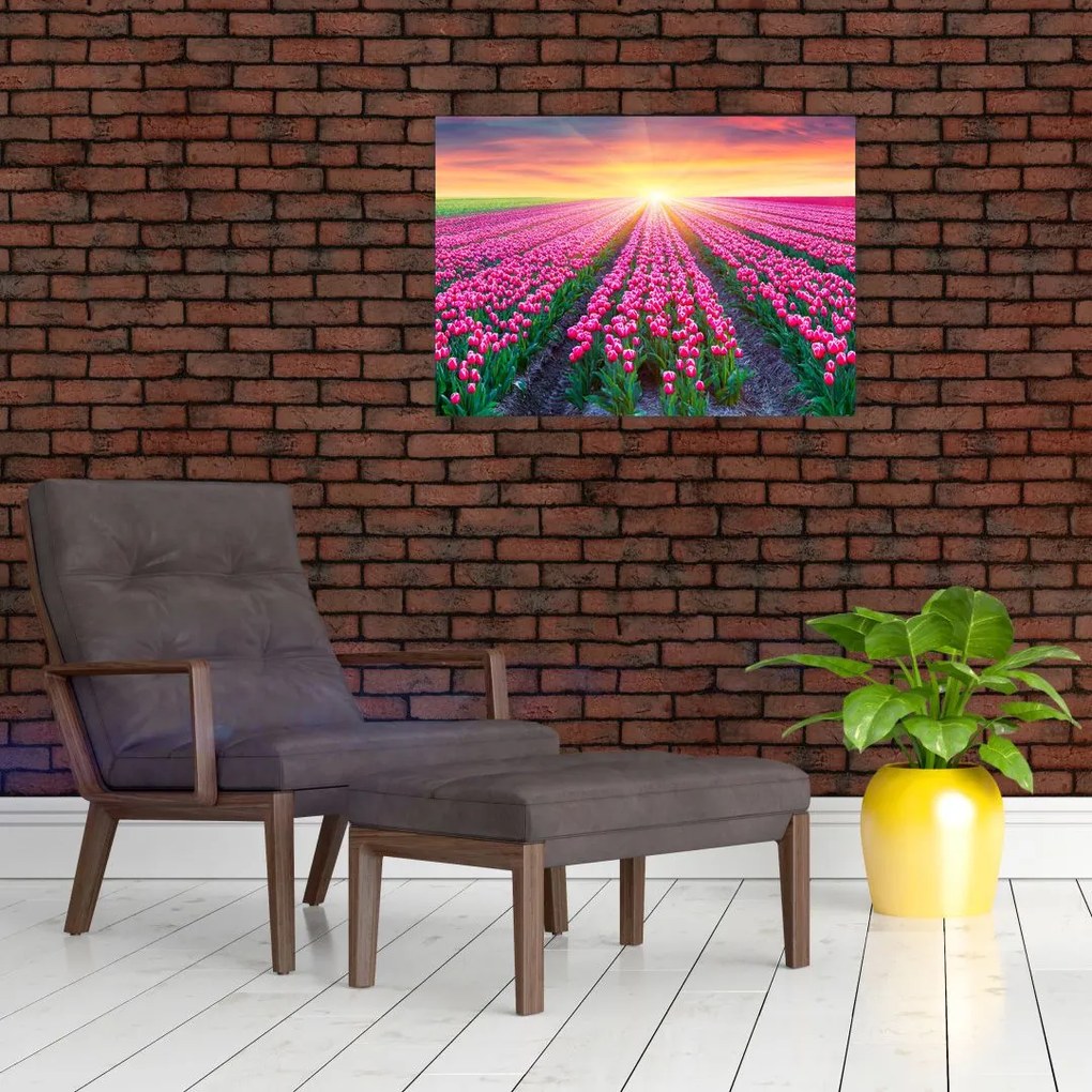 Obraz pole tulipanów ze słońcem (70x50 cm)