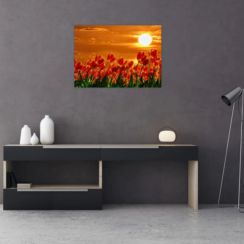 Obraz kwitnącego pola z tulipanami (70x50 cm)