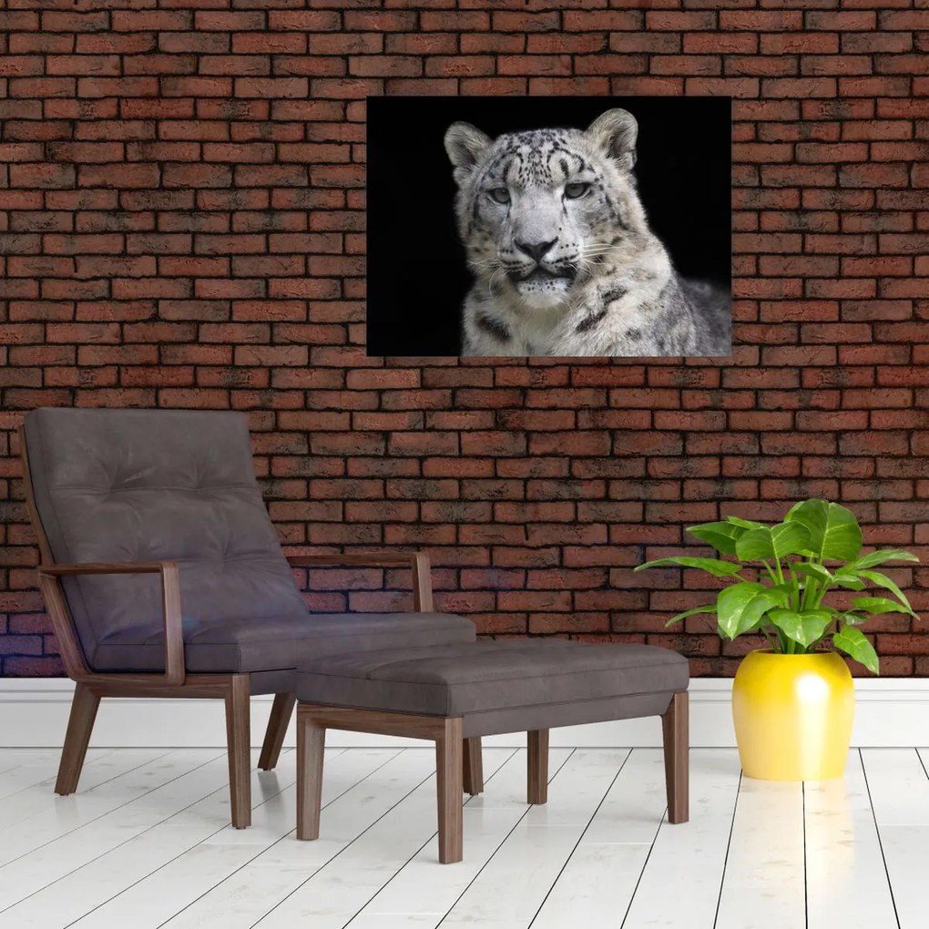 Obraz na szkle - Snow Leopard (70x50 cm)
