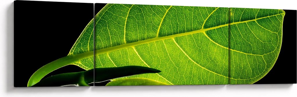 Obraz - zielony liść (170x50 cm)
