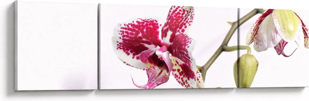 Obraz kwiatu orchidei (170x50 cm)