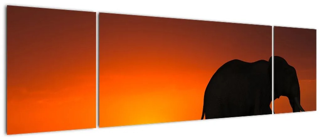Obraz słonia o zachodzie słońca (170x50 cm)