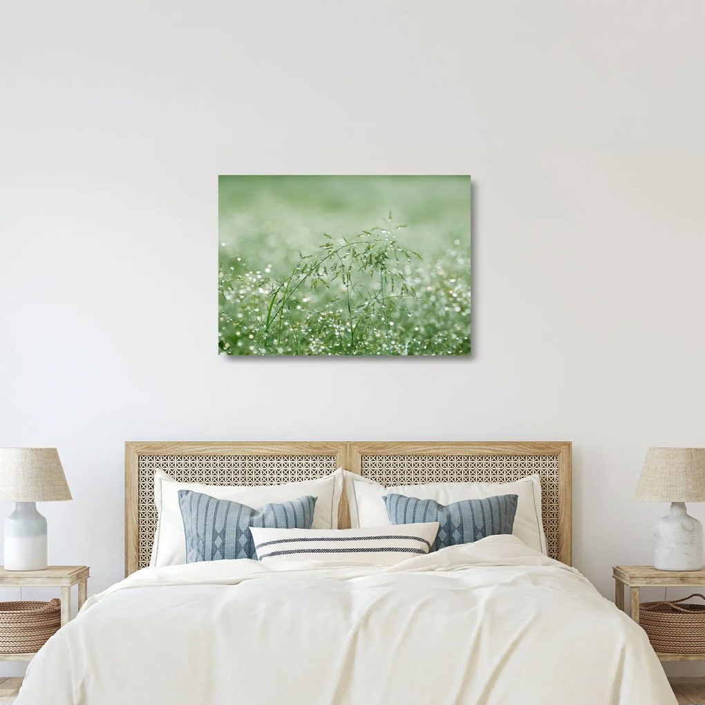 Obraz na szkle - Poranna rosa na źdźbłach trawy (70x50 cm)