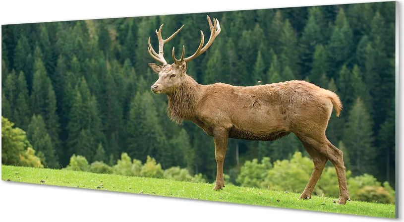 Panel nad Blat Kuchenny Jeleń na Otwartym Polu