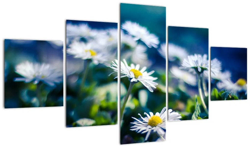 Obraz stokrotek (125x70 cm)