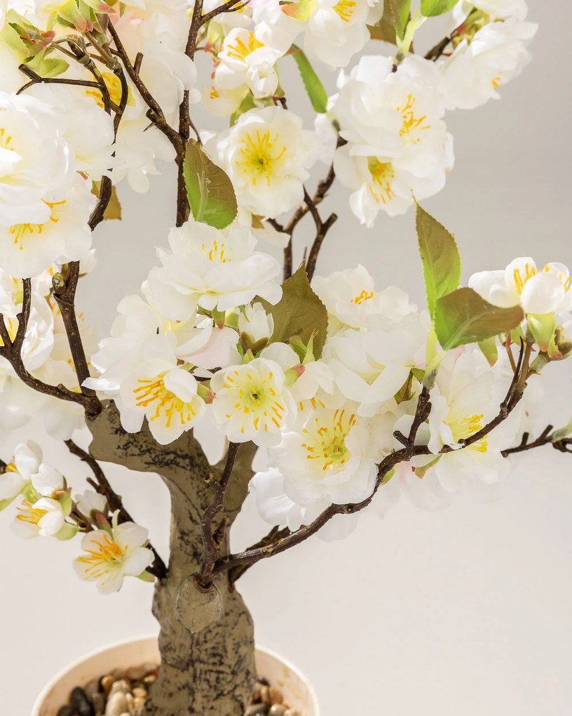 Drzewko Wiśnia Sakura w doniczce 50 cm