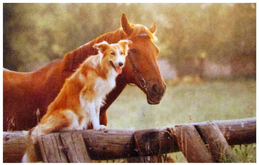 Wycieraczka Deco Star Przyjaciele 50 cm x 80 cm