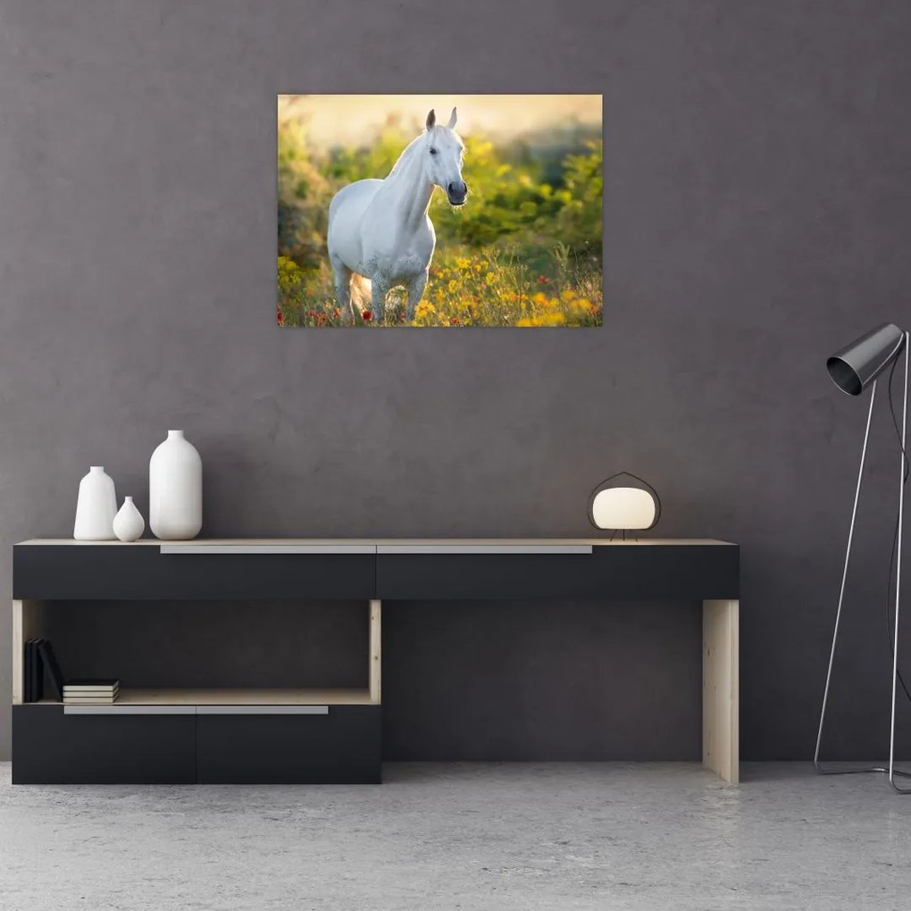 Obraz na szkle białego konia na łące (70x50 cm)