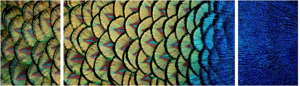 Obraz - Pawie pióra (170x50 cm)