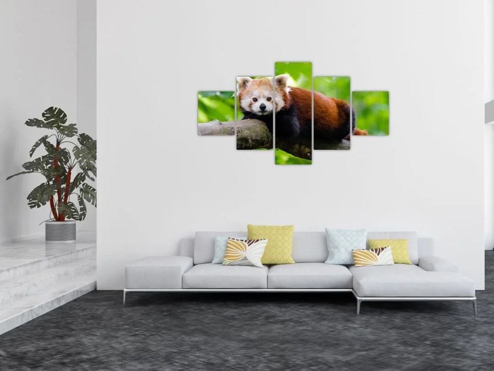 Obraz pandy czerwonej (125x70 cm)