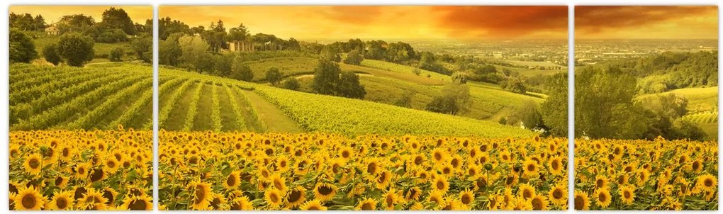 Obraz - Pole słoneczników (170x50 cm)