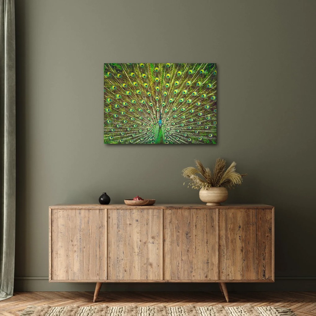 Obraz - Paw (70x50 cm)