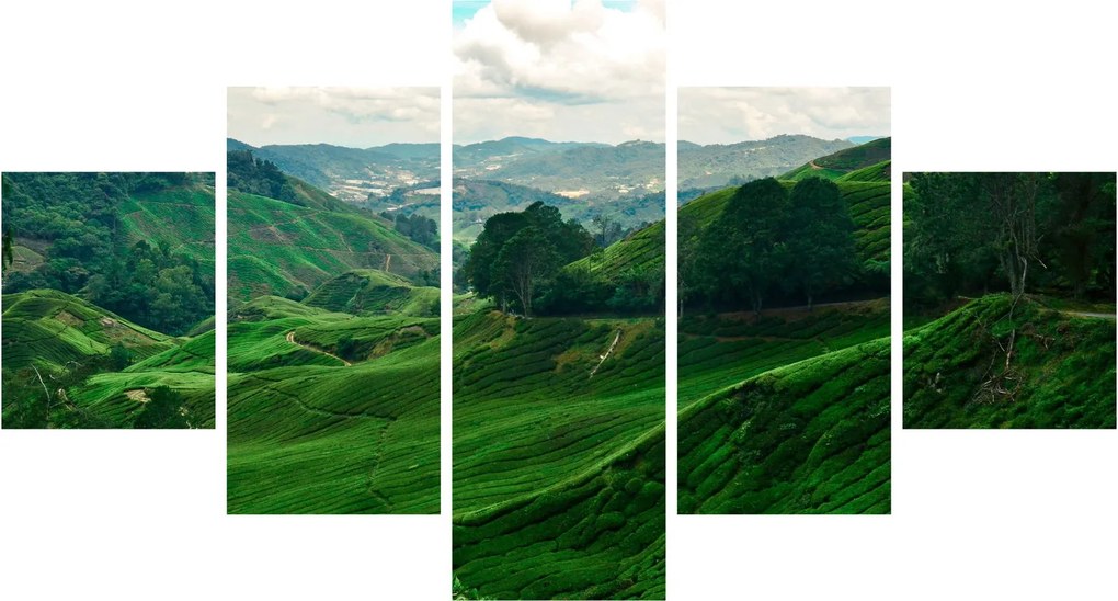 Obraz - Plantacje herbaty w Malezji (125x70 cm)