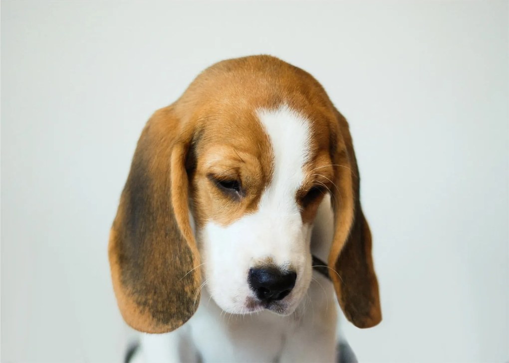Obraz na szkle Beagle (70x50 cm)