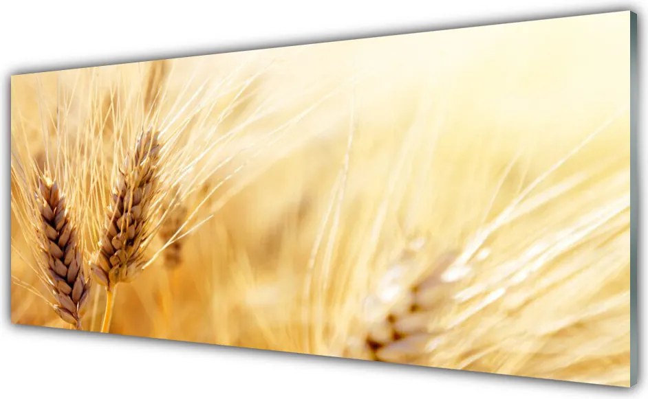 Panel Szklany Złociste Łany Pszenicy