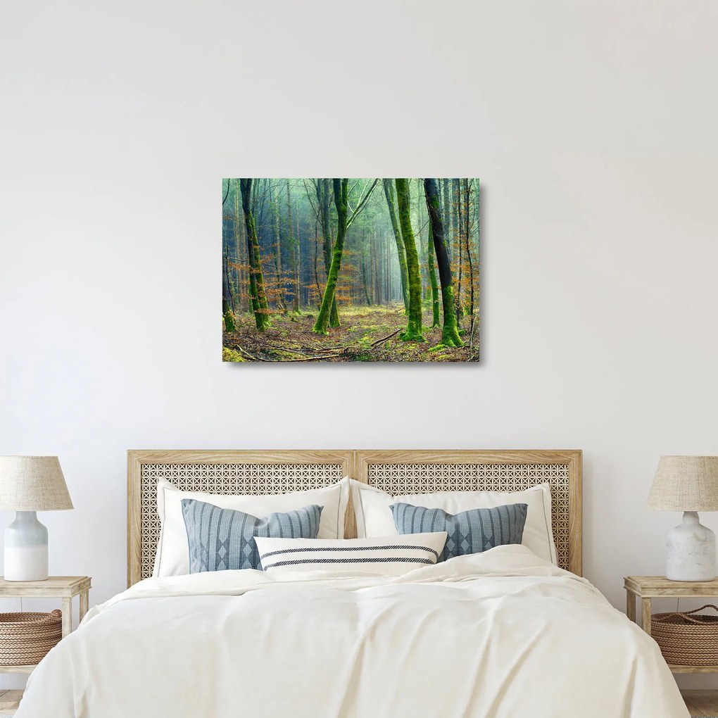 Obraz na szkle - las (70x50 cm)