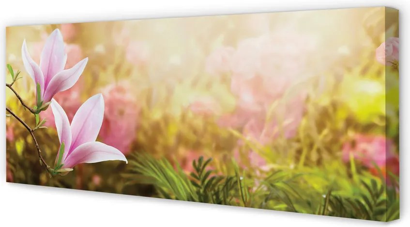 Duży obraz na płótnie Drzewa Magnolii w Słońcu