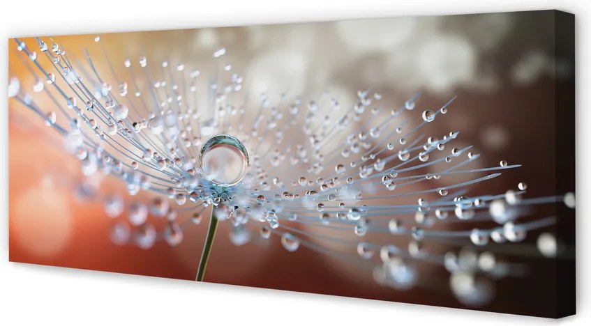 Obraz na płótnie Poranny Detal Dmuchawca