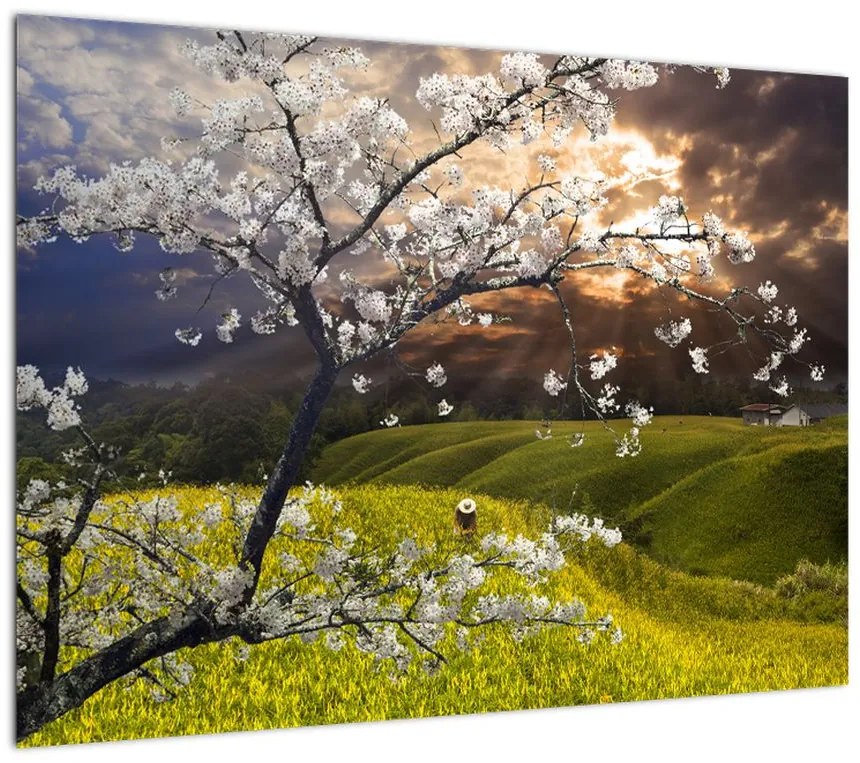 Obraz na szkle - Kwitnące drzewo w krajobrazie (70x50 cm)