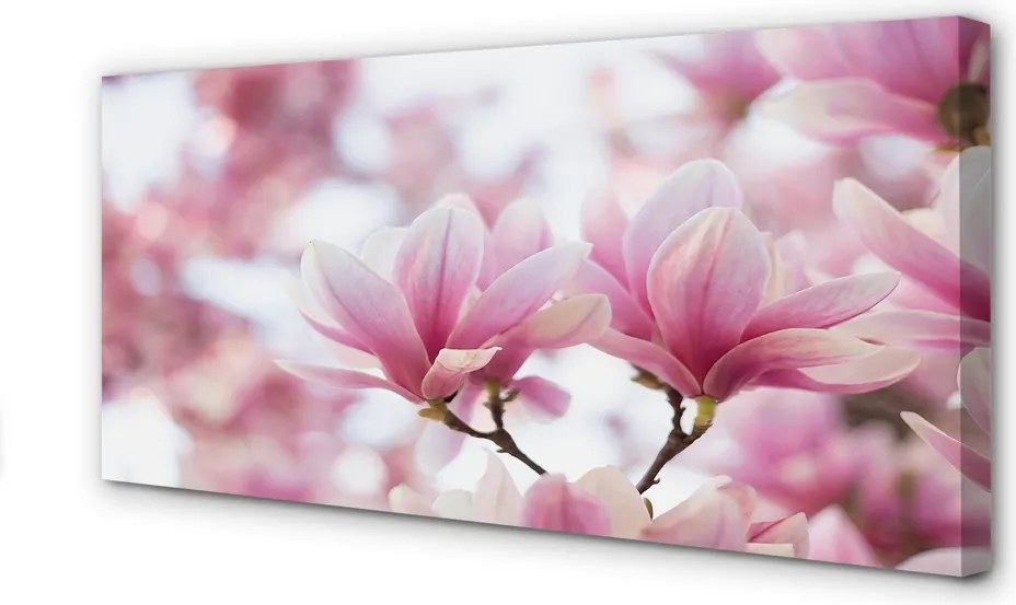 Fotoobraz na płótnie Drzewa Magnolii