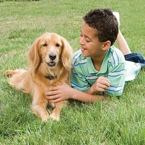 PetSafe® Elektryczna ogrodzenie dla psów