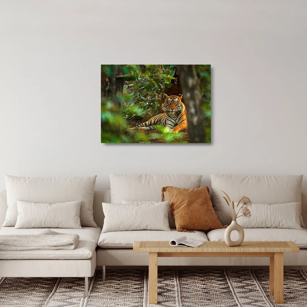 Obraz na szkle odpoczywającego tygrysa (70x50 cm)